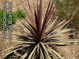Image result for Cordyline australis
