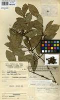 Image result for Cassipourea congoensis