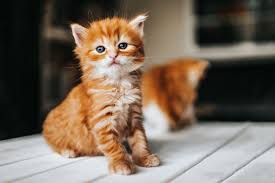 As of 2019, the international cat association (tica. 200 Cute Cat Names For Every Kind Of Kitty Daily Paws