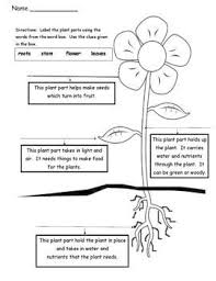 Pin On Plants
