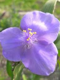 Image result for Coleotrype natalensis