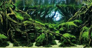 Blog Sur L Aquariophilie Le Betta Splendens Combattant Du Siam Amis Des Aquariums Vous Trouverez Ici Un Mine D Aquascaping Plantes Etang Plantes Aquatiques