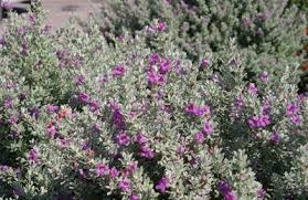 Heavenly Cloud Texas Sage Central Texas Gardener Texas Sage Sage Bush Plant Decor