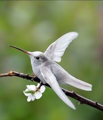 Bird Flying Into Window Meaning Talamanca Hummingbird Admirable Hummingbird Eugenes Spectabilis Eugenes Fulgens Spectabilis Leucism Beautiful Birds Hummingbird Pretty Birds