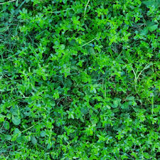 Image result for Hyparrhenia gossweileri