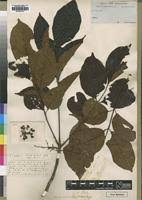 Image result for Lannea welwitschii