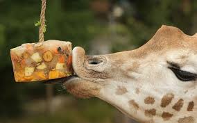 17 Endearing Images Of Animals Eating Food And Loving It Giraffe Animals Images Cute Animal Pictures