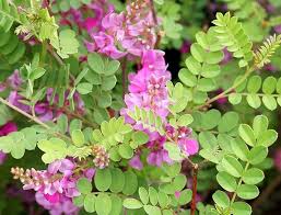 Untuk meningkatkan efisiensi penggunaan daun turi dan produktifitas ternak maka perlu diatu r proporsi daun turi dalam ransu m sesuai dengan st atus. 8 Tanaman Bernutrisi Sebagai Pakan Ternak Campusnesia Co Id