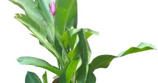 Image result for Musa ornata