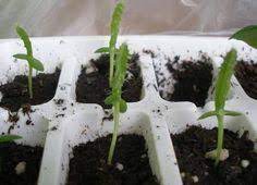 Grow Dragon Fruit Cactus From Seeds Dragon Fruit Cactus How To Grow Dragon Fruit Dragon Fruit Plant
