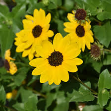 Image result for Helianthus debilis