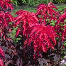 Amaranth Molten Fire Amaranth Amaranthus Growing Flowers