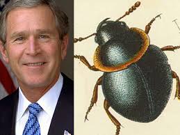 Bullying científico: Nomear espécies pode ser uma oportunidade para  insultar