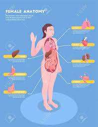 Organs exist in most multicellular organisms, including not only the locations of these five organs and several other internal organs are shown in the figure below. Female Anatomy Isometric Info Graphics With Woman Body And Internal Royalty Free Cliparts Vectors And Stock Illustration Image 123535774