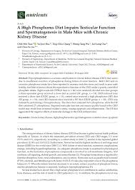 Pdf A High Phosphorus Diet Impairs Testicular Function And Spermatogenesis In Male Mice With Chronic Kidney Disease