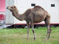 Apart from their resistance to high temperatures, camels can stay long periods without food and water. Camels