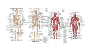 There are over two dozen gorgeous and painstakingly detailed illustrations on this. Hd Wallpaper Human Skeleton Illustration Anatomy Muscles Infographics White Background Wallpaper Flare