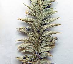 Image result for Lycopodiella caroliniana