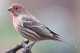 Burung ciblek merupakan salah satu jenis burung perkicau dengan body kecil seperti burung pleci. Ciri Khas Burung House Finch Yang Bersuara Merdu