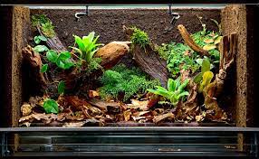 Bioactive Terrarium: Getting Started And Choosing A Cleanup Crew - Petful