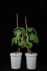 Image result for Cuscuta australis