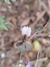 Image result for Blepharis maderaspatensis