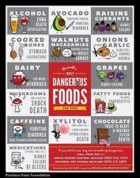 See more of aspca animal poison control center on facebook. 10 Pet Poison Control Resources Ideas Pet Poison Poison Control Pets