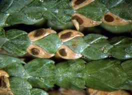 Image result for didymascella thujina