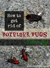 Mar 19, 2020 · if we want to avoid investing in insecticides to get rid of boxelder bugs, there are certain things found in our homes that can help us out. Pin On For The Home