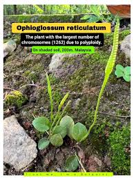 Image result for Ophioglossum reticulatum
