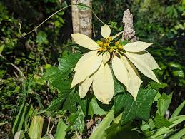 Image result for Pleiotaxis pulcherrima