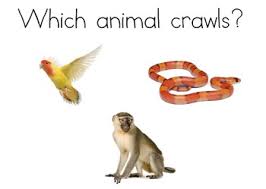 Animals That Crawl And Fly Worksheets Teaching Resources Tpt