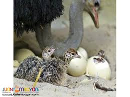 Rhea Bird Eggs For Sale Healthy Ostrich Chicks Emu Chicks And Rhea Chicks For Sale