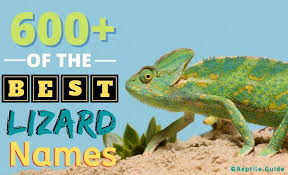 Pictures of reptiles animals with names. 600 Lizard Names That Are Too Good To Miss Out On