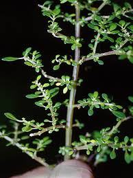 Image result for Pilea microphylla