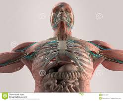In this video i talk about the muscles that come from the thoracic wall and chest muscles that insert on the shoulder bones.✅. Human Anatomy Chest From Low Angle Bone Structure Veins Muscle On Plain Studio Background Illustration 67414221 Megapixl