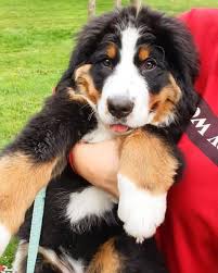 Check spelling or type a new query. Bernese Mountain Dog Cross Australian Puppies For Sale Facebook