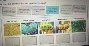 We did not find results for: Er 6 Cel F A Plant Cell Structures And Functions Chegg Com