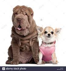 Faca O Download Desta Imagem Do Banco De Imagens Chihuahua Com 3 Anos De Idade E Shar Pei Cachorrinho 3 Meses De Idade Shar Pei Puppies Puppies Chihuahua