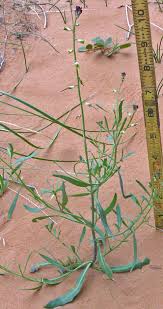 Image result for Oxyanthus strigosus