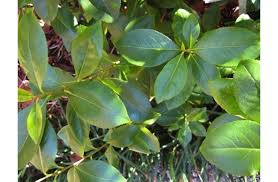 Image result for Catha edulis