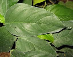 Image result for Culcasia orientalis