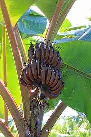 Sebagai tanaman botani yang sama seperti beri (berry), ia tergolong dalam beberapa jenis tumbuhan berbunga herba besar dalam genus musa. Musa Raja Udang Merah