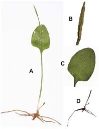 Image result for Ophioglossum gomezianum