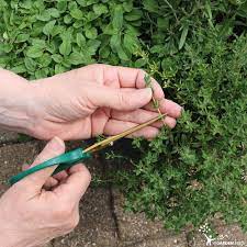 How To Harvest Thyme Growing Thyme Harvesting Herbs Container Gardening