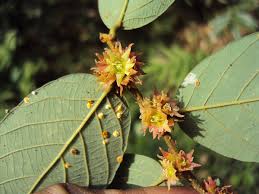 Image result for Bridelia duvigneaudii