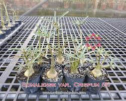 Image result for Ctenium somalense