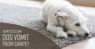 Grab a mixing bowl, pour 2 cups of warm (not hot) water in it alright, now you know how to clean up vomit. How To Clean Dog Vomit From Carpet Simple Green