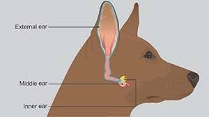Image result for mold in the ear dog