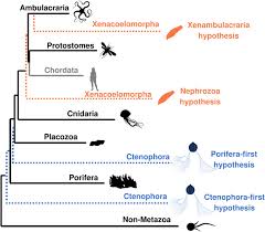 Our focus is on supporting the. Topology Dependent Asymmetry In Systematic Errors Affects Phylogenetic Placement Of Ctenophora And Xenacoelomorpha Science Advances